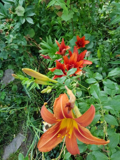  - Hemerocallis