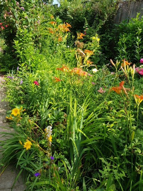  - Hemerocallis