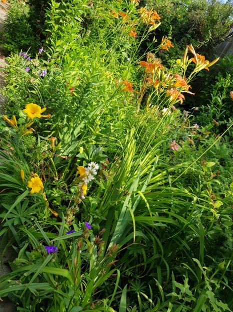  - Hemerocallis