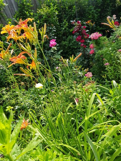  - Hemerocallis