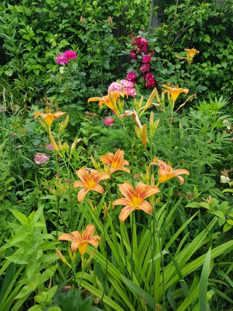  - Hemerocallis