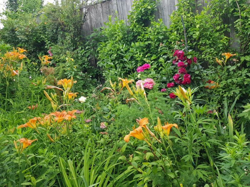  - Hemerocallis