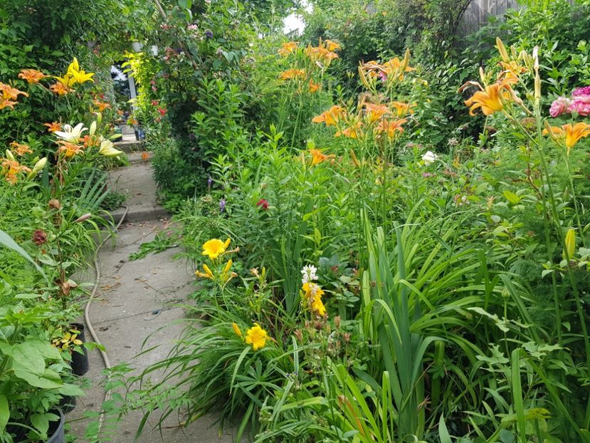  - Hemerocallis
