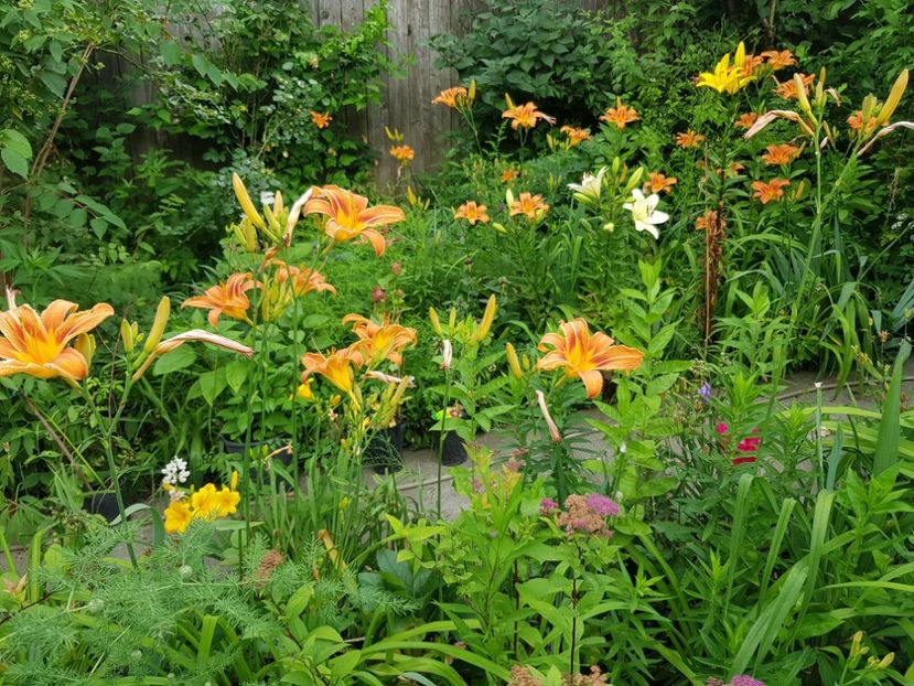  - Hemerocallis