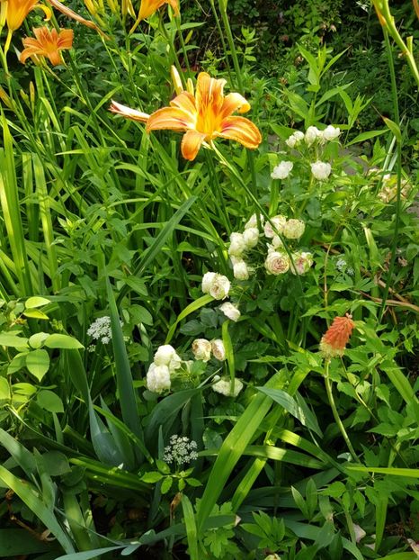 - Hemerocallis