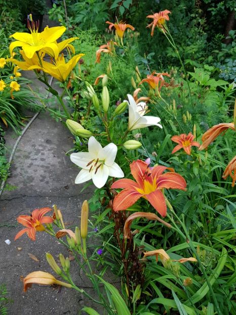  - Hemerocallis