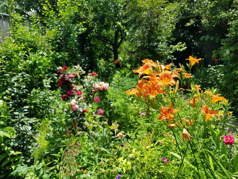  - Hemerocallis