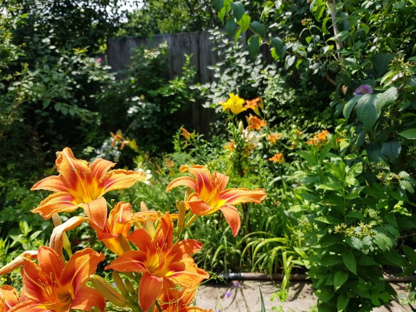  - Hemerocallis