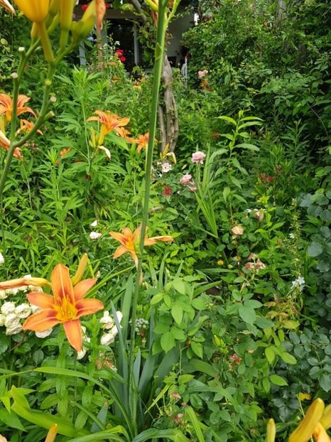  - Hemerocallis