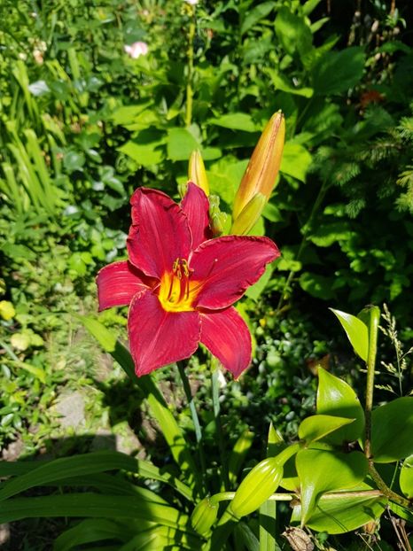  - Hemerocallis