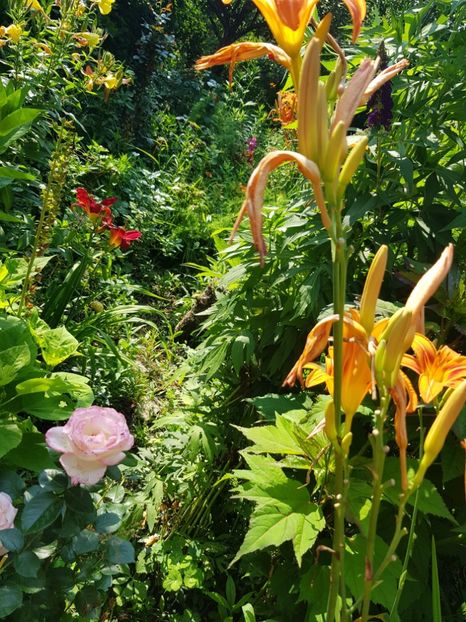  - Hemerocallis