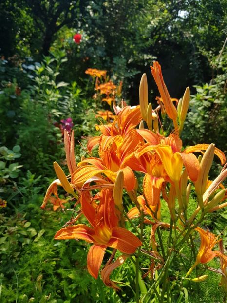  - Hemerocallis