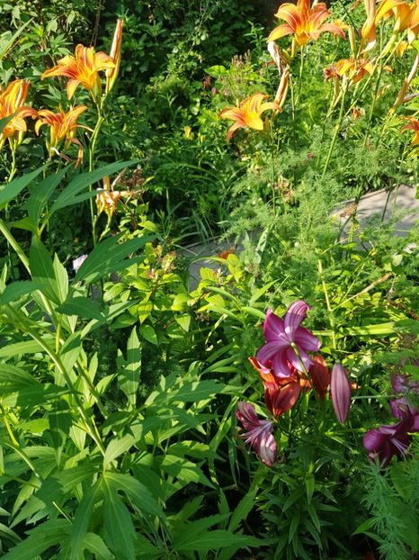  - Hemerocallis