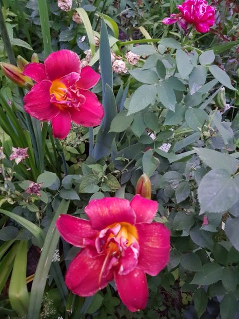  - Hemerocallis