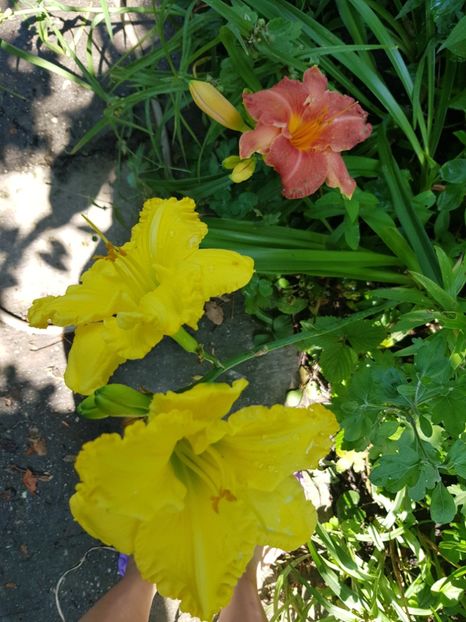  - Hemerocallis