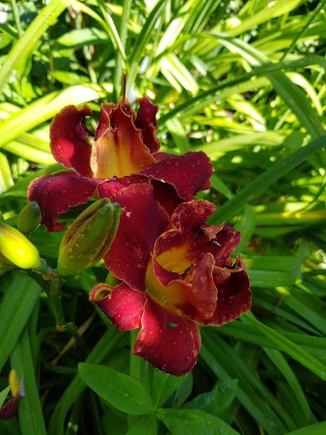  - Hemerocallis