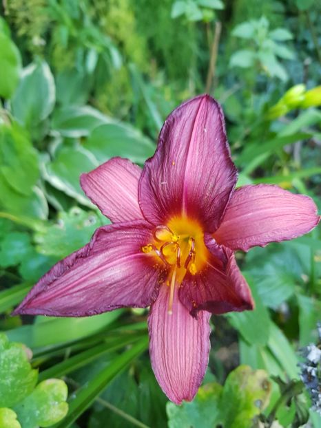  - Hemerocallis