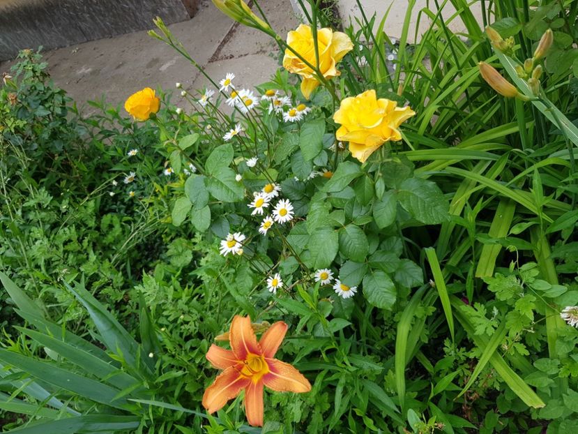  - Hemerocallis