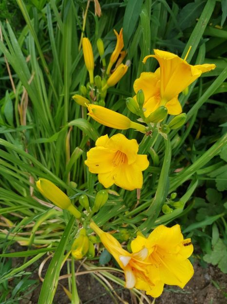  - Hemerocallis