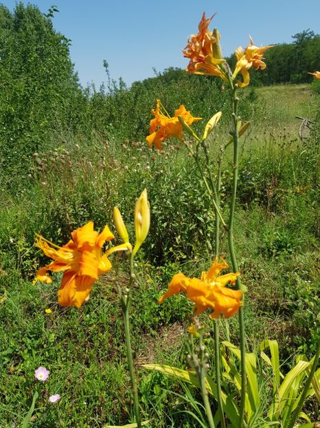  - Hemerocallis