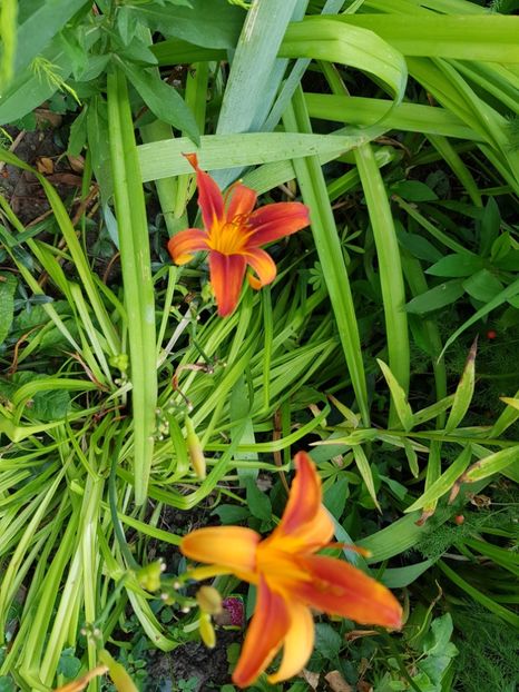  - Hemerocallis