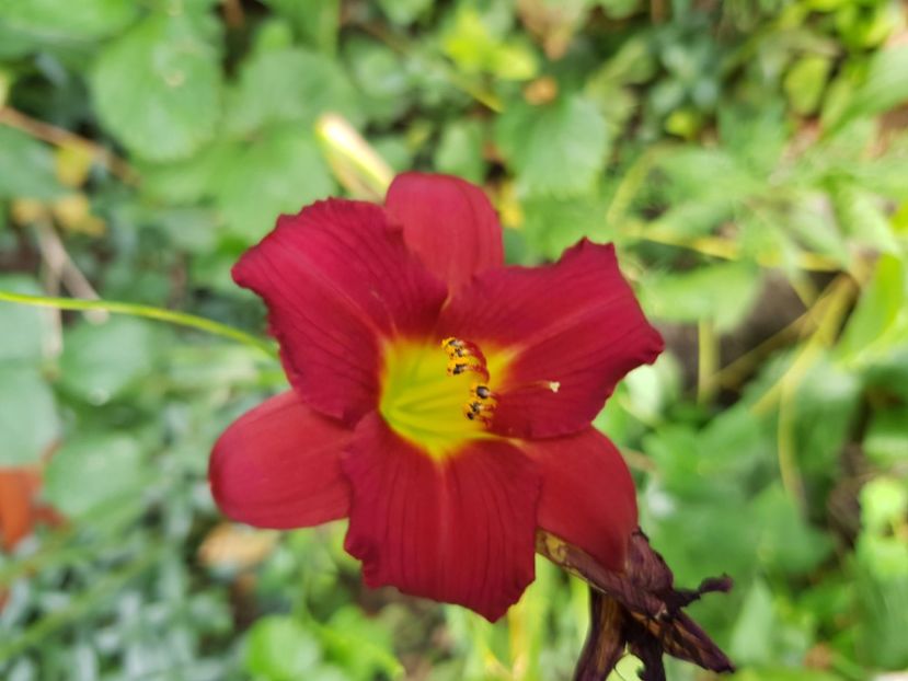  - Hemerocallis