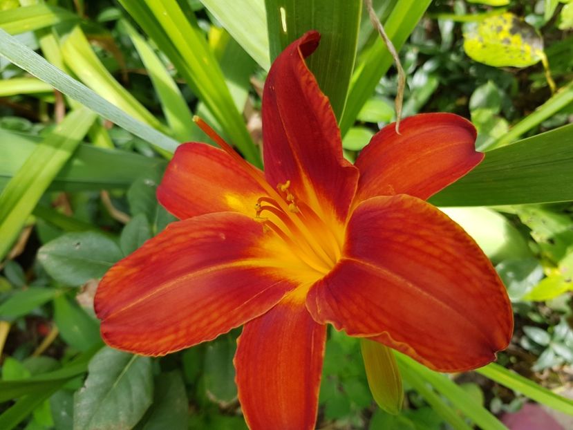  - Hemerocallis