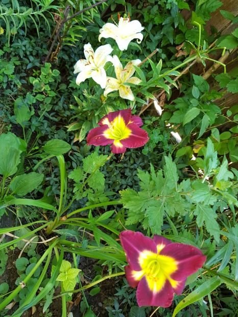  - Hemerocallis