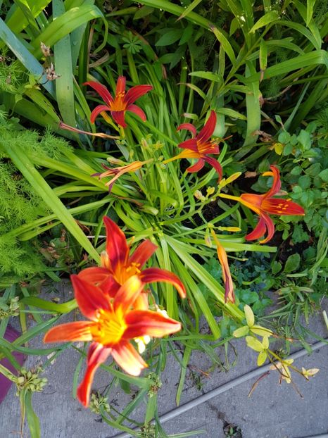  - Hemerocallis