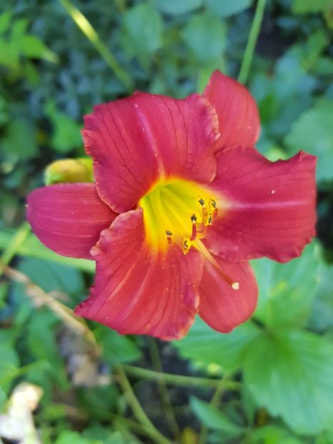  - Hemerocallis