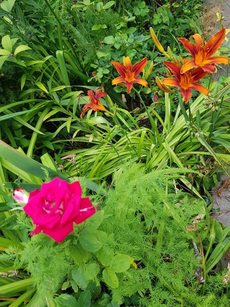 - Hemerocallis