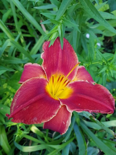  - Hemerocallis