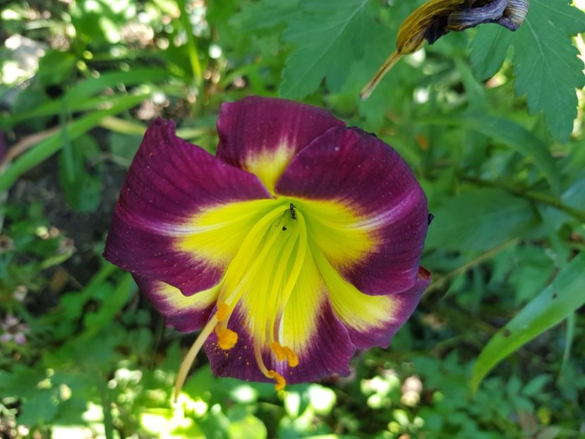  - Hemerocallis