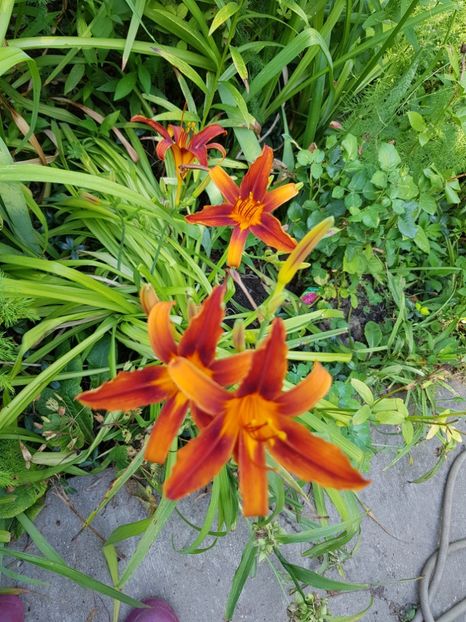  - Hemerocallis