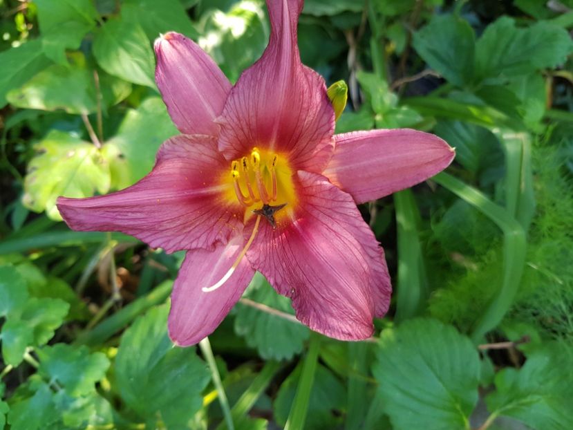  - Hemerocallis
