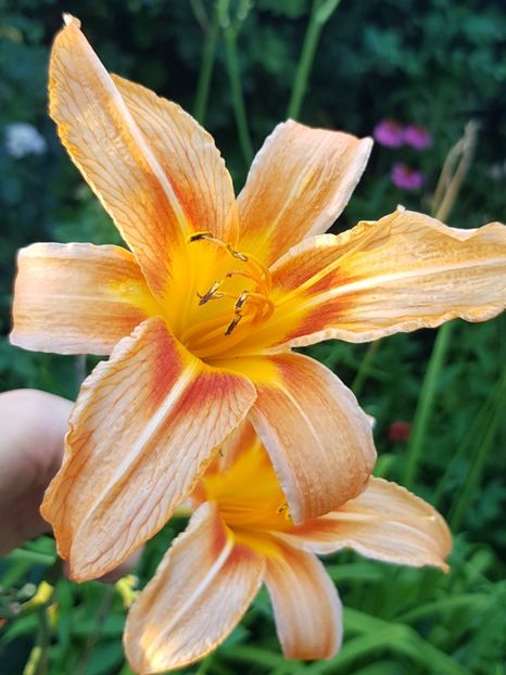  - Hemerocallis