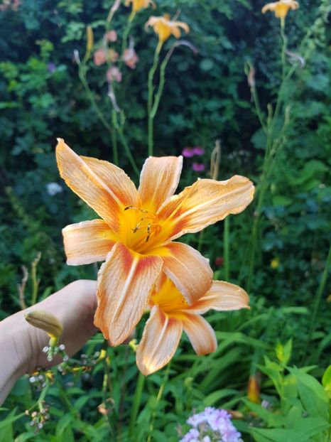  - Hemerocallis