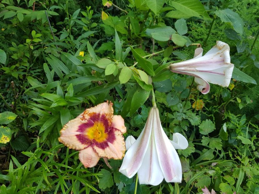  - Hemerocallis