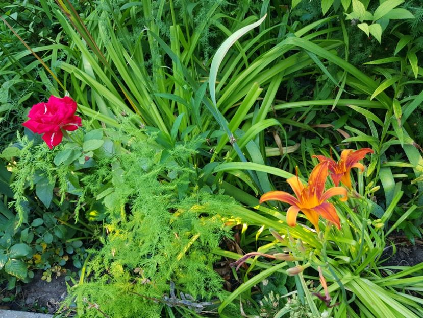  - Hemerocallis