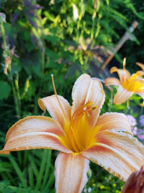  - Hemerocallis