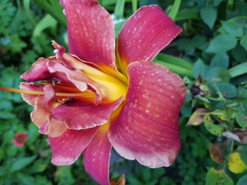  - Hemerocallis