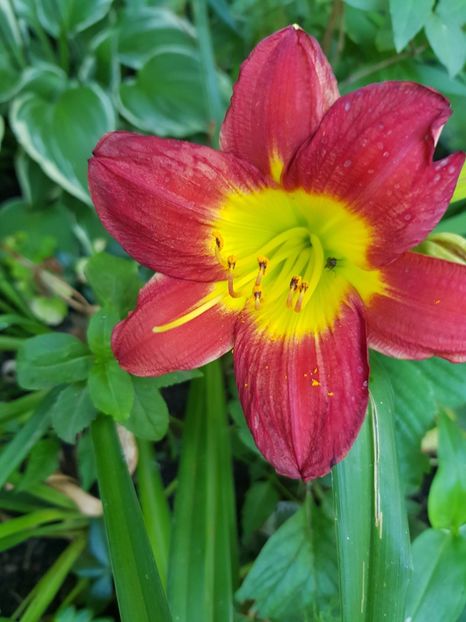  - Hemerocallis