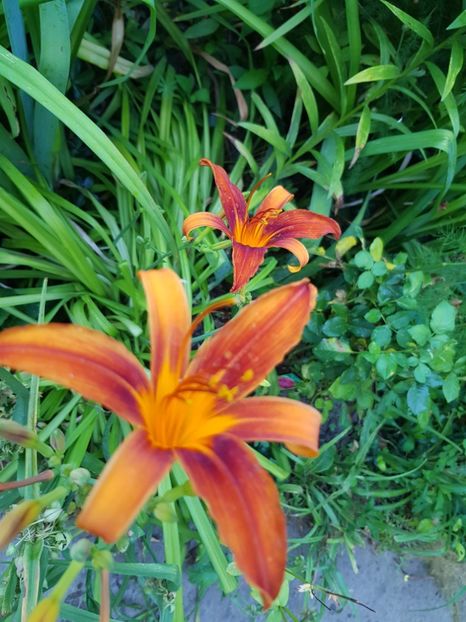  - Hemerocallis