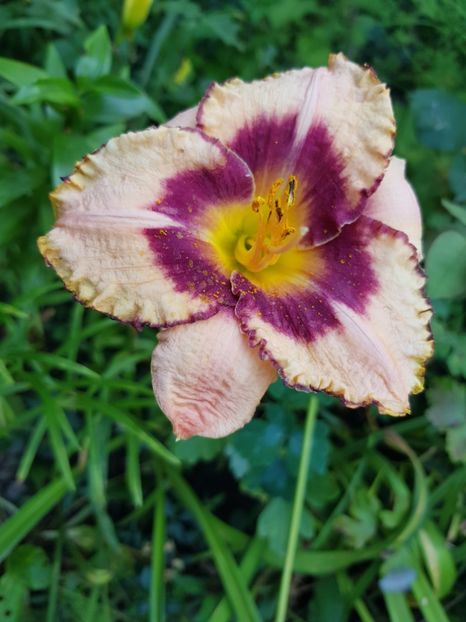  - Hemerocallis