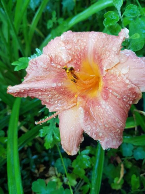  - Hemerocallis