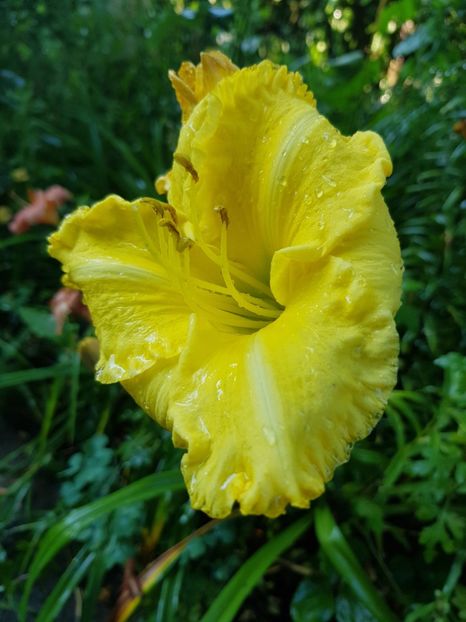  - Hemerocallis