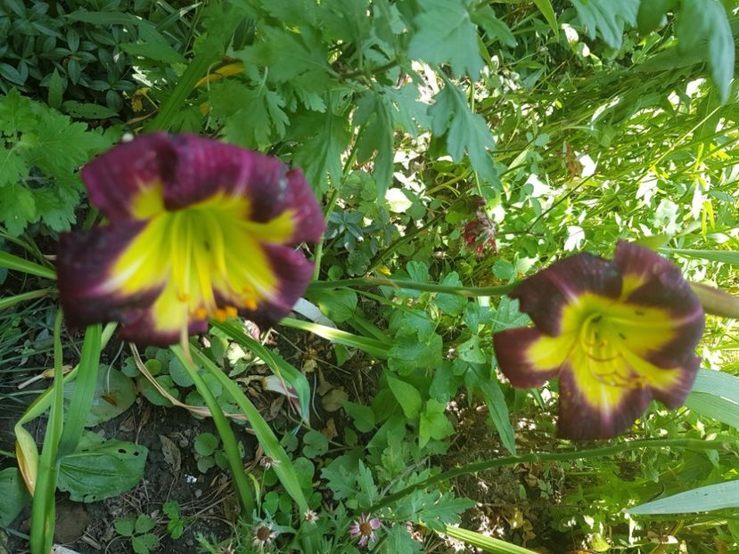  - Hemerocallis