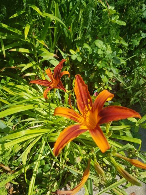  - Hemerocallis