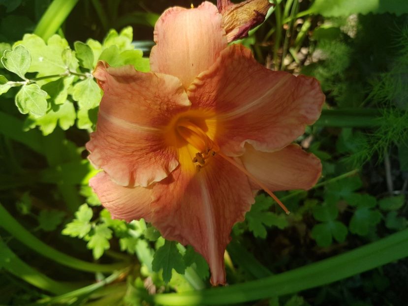  - Hemerocallis
