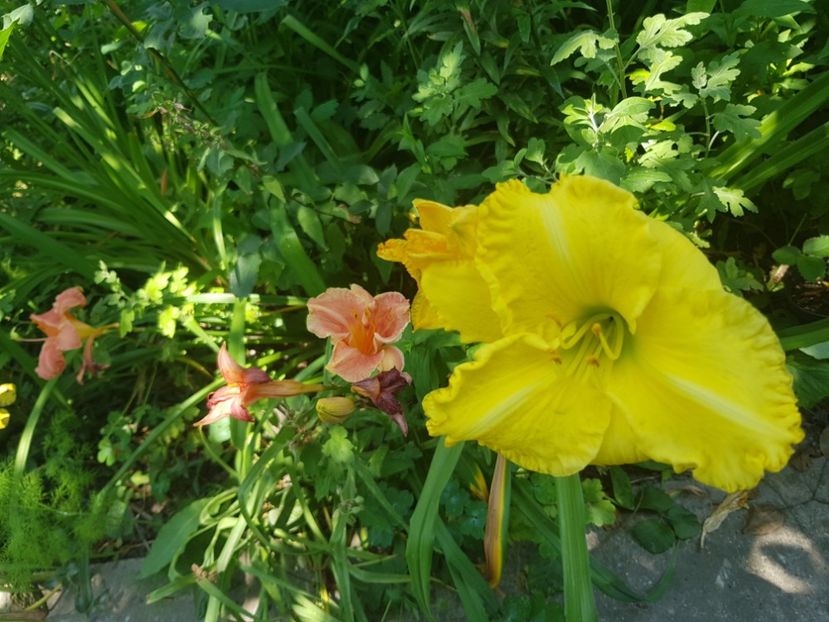  - Hemerocallis
